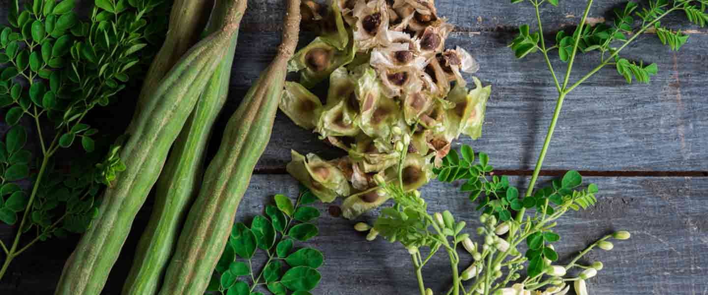 Wat is Moringa-thee, wat zijn de voordelen van Moringa-thee?